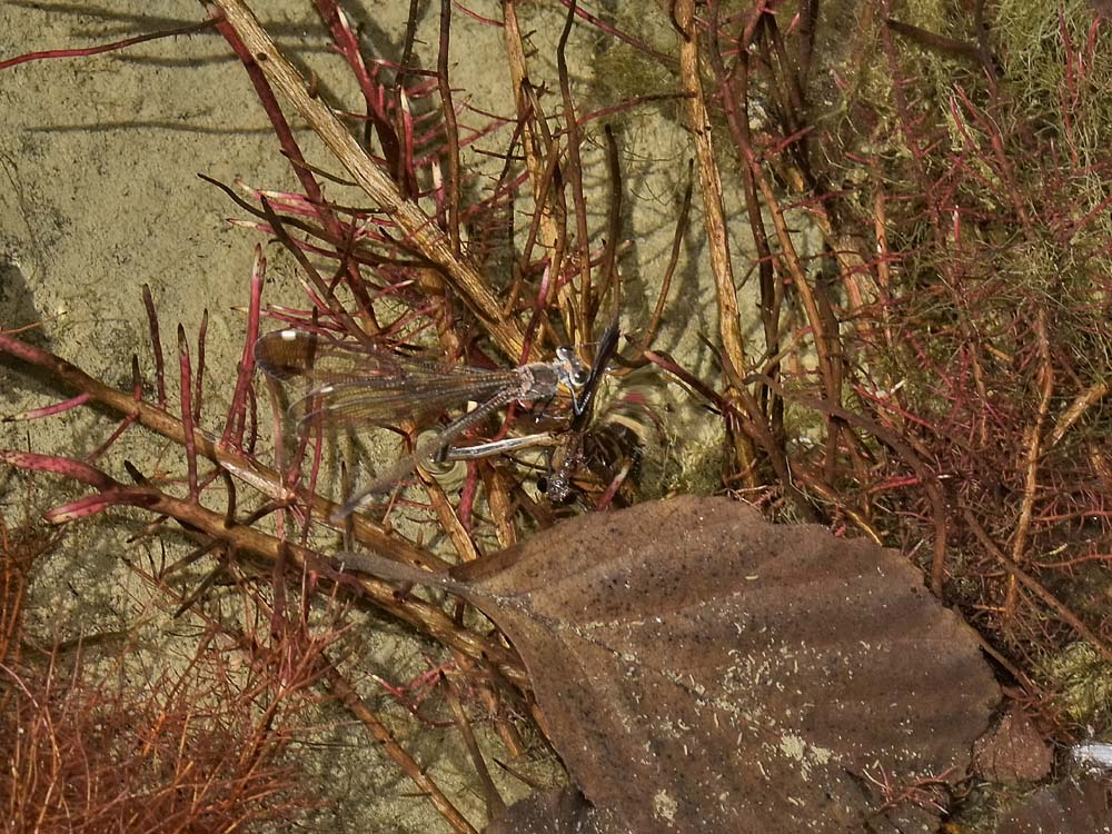 Calopteryx haemorrhoidalis? deposizione in apnea